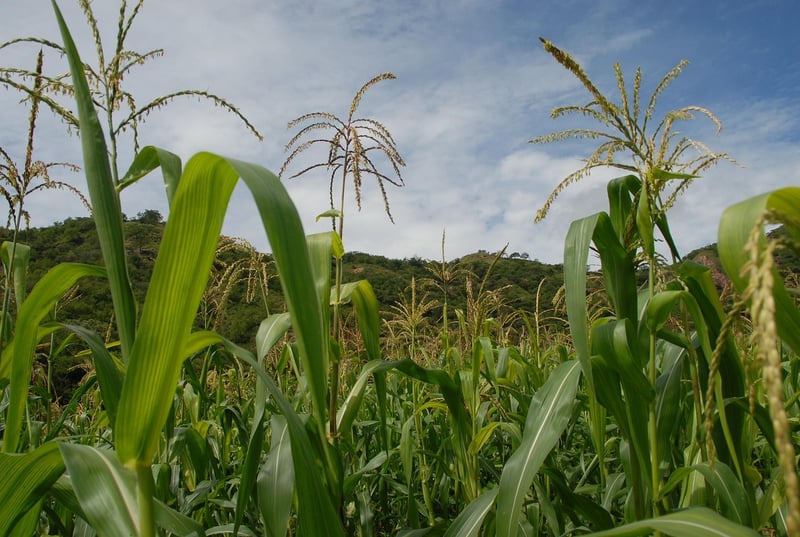 Vertical Crop Cultivation